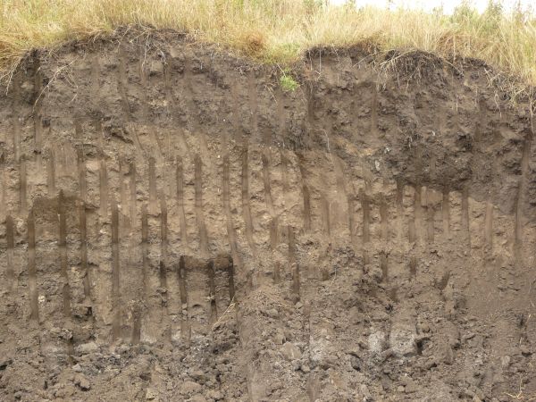 Texture of dark brown dirt wall with smooth vertical marks dug into it and an area of green and yellow grass at the top.